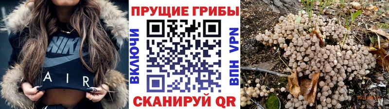 Псилоцибиновые грибы Psilocybine cubensis  даркнет Telegram  Сковородино 